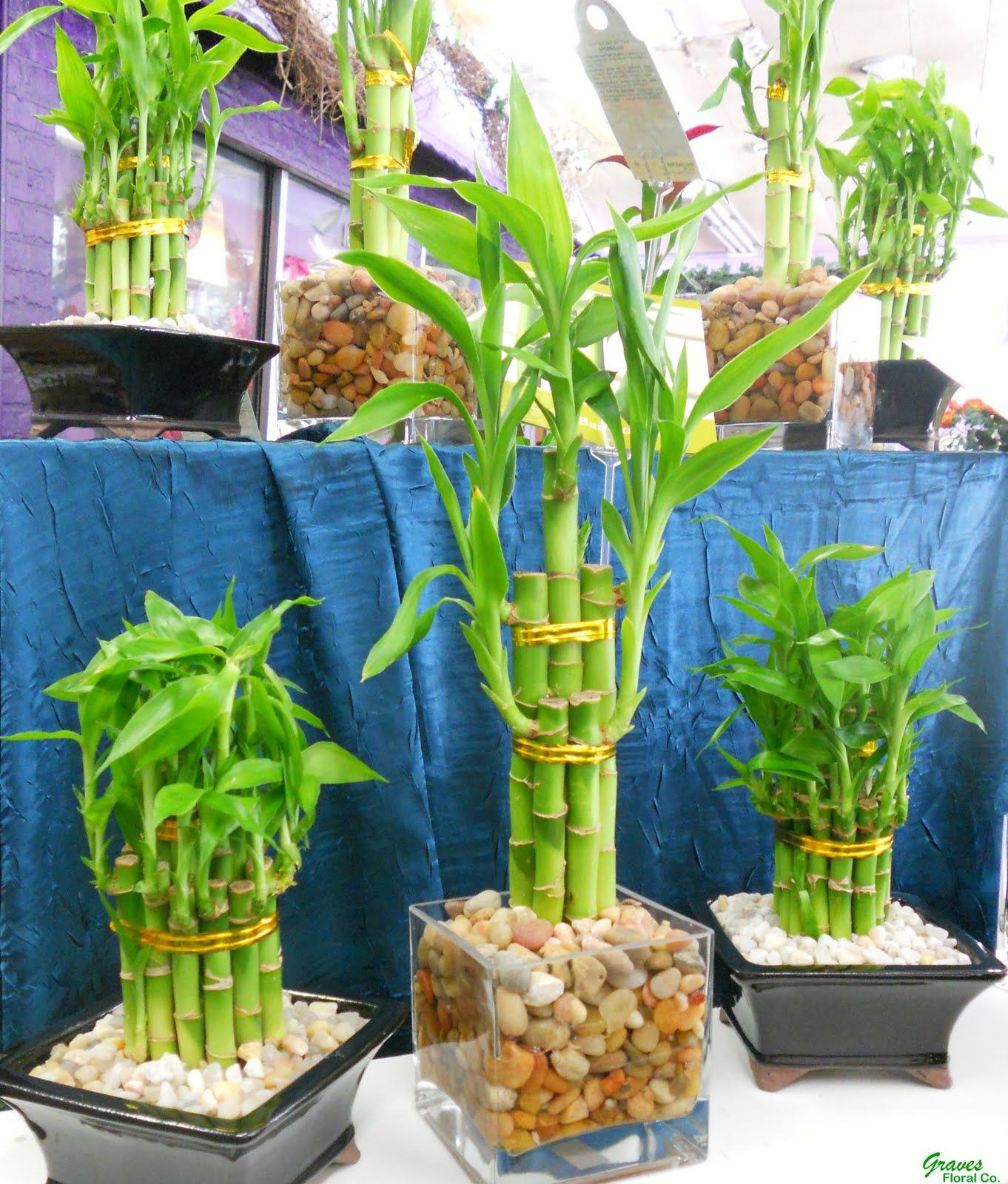 Home So Natural With Water Bamboo, Here's How to Cultivate it!