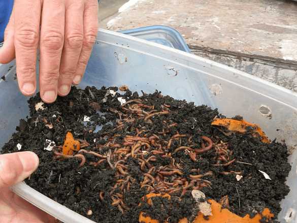 From Scratch to Success: How to Start Vermiculture and Boost Soil Health-1