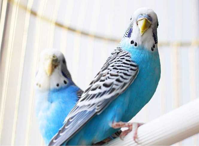 A Seller's Handbook: How to Successfully Sell Your Pet Bird-1