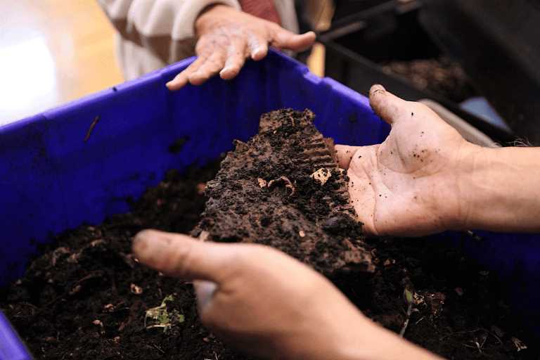 From Scratch to Success: How to Start Vermiculture and Boost Soil Health-2