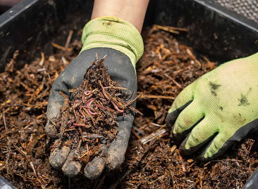 From Scratch to Success: How to Start Vermiculture and Boost Soil Health-3