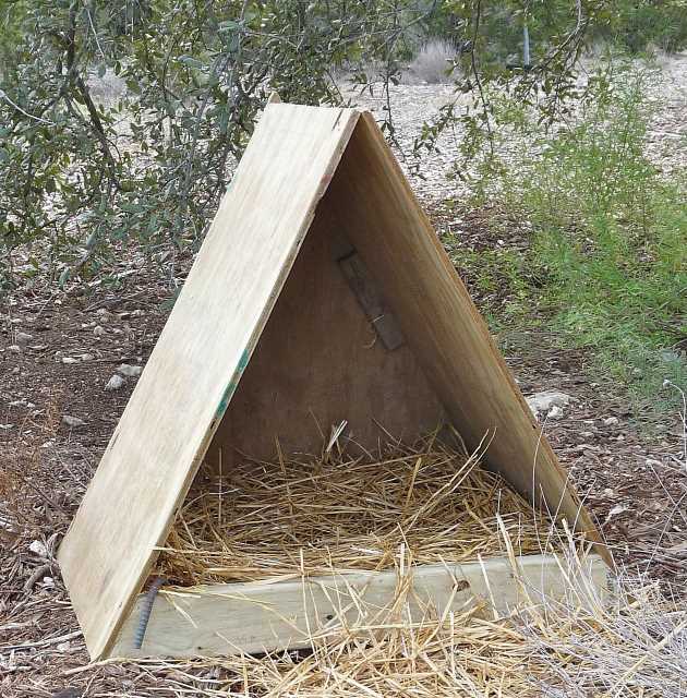 Building a Duck Nest: Proven Techniques for Nesting Success-3