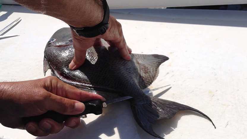 Keeping It Spotless: How to Properly Clean a Triggerfish-1